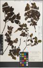 Foto von Salix mielichhoferi Saut. x Salix myrsinifolia Salisb.